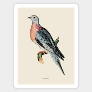 Pigeon Antique Naturalist Illustration Sticker